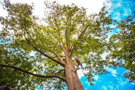 How Our Tree Care Process Works  in  Blue Jay, OH